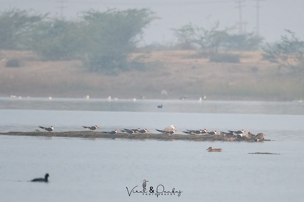 Indian Skimmer