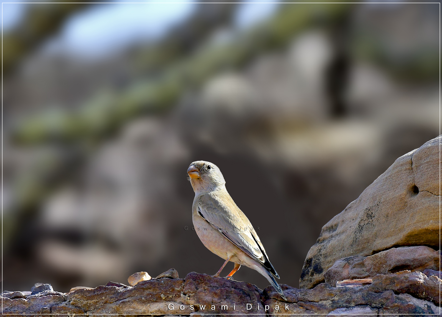 Trumpeter Finch