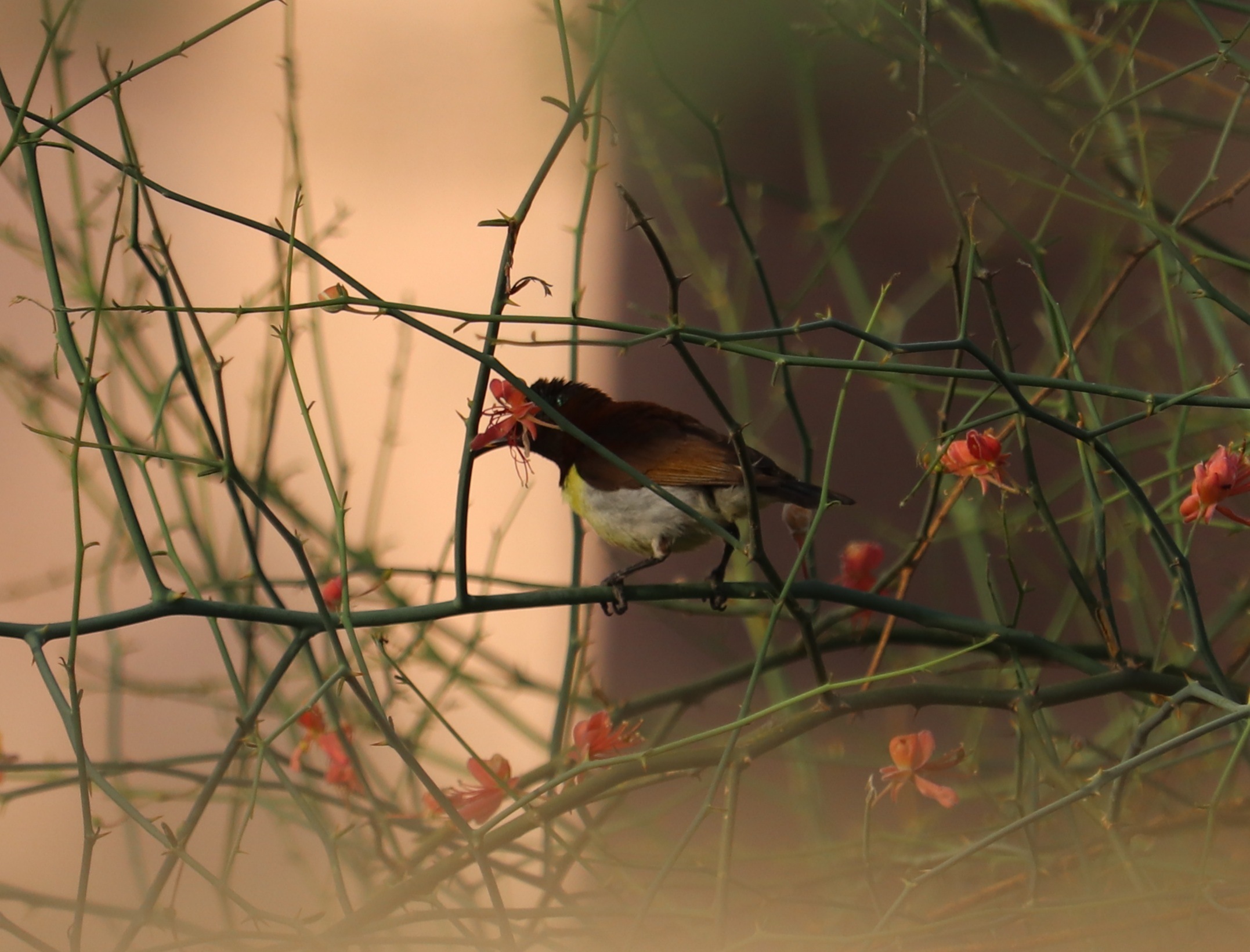 Purple-rumped Sunbird