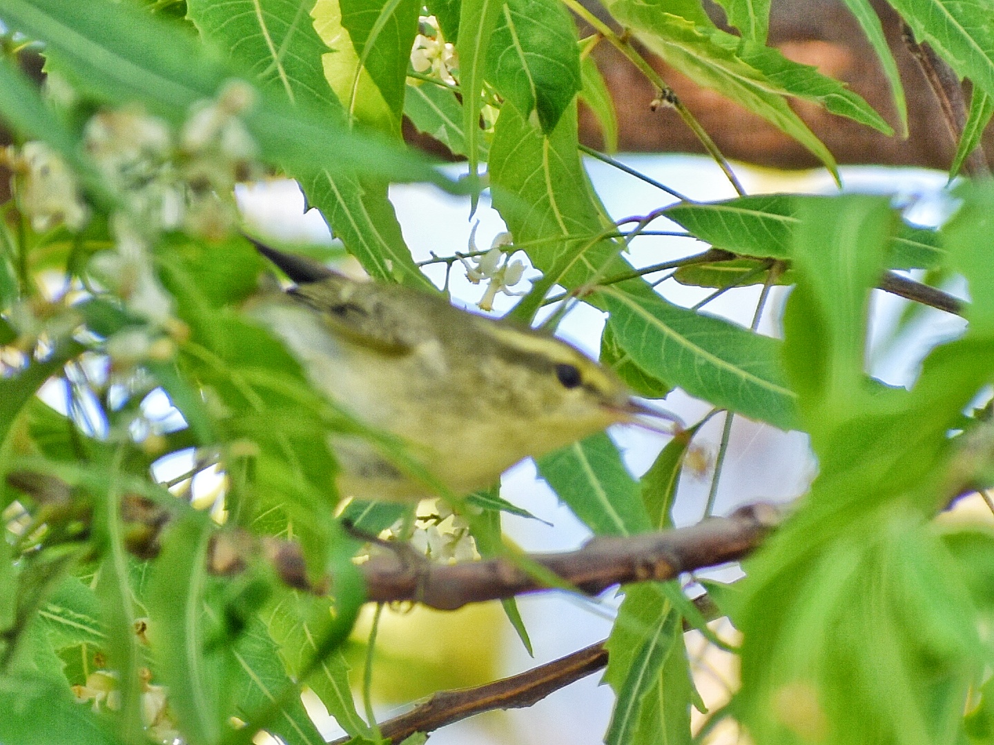 Greenish Warbler
