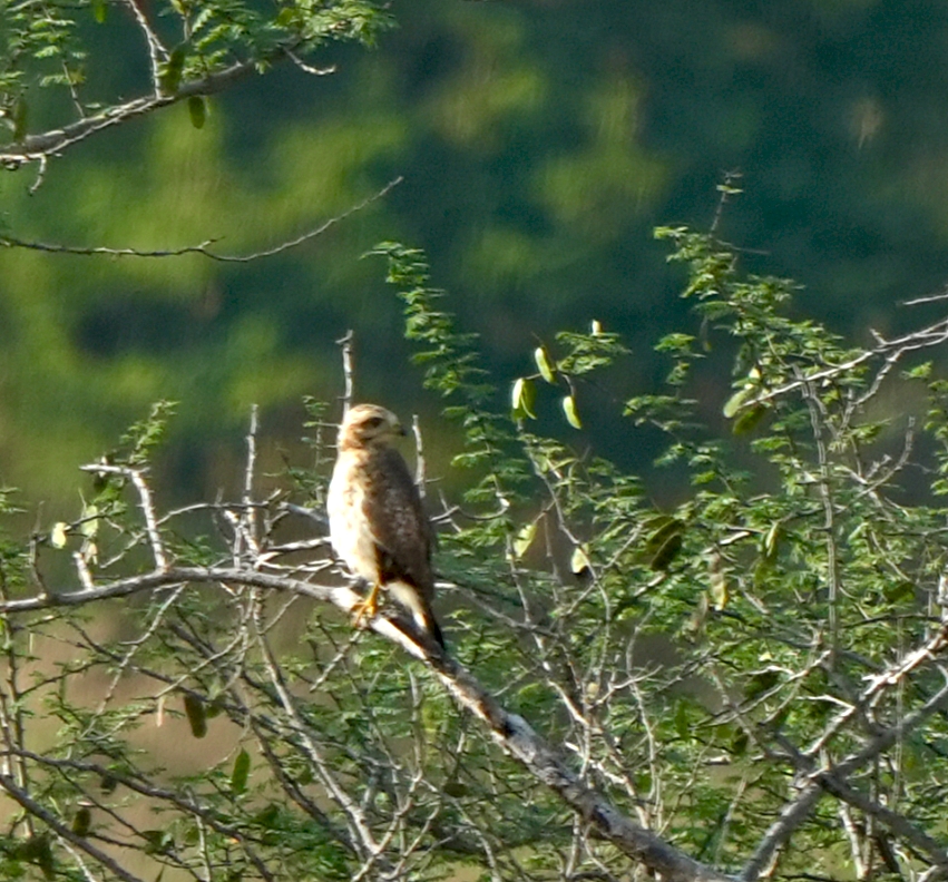 White-eyed Buzzard