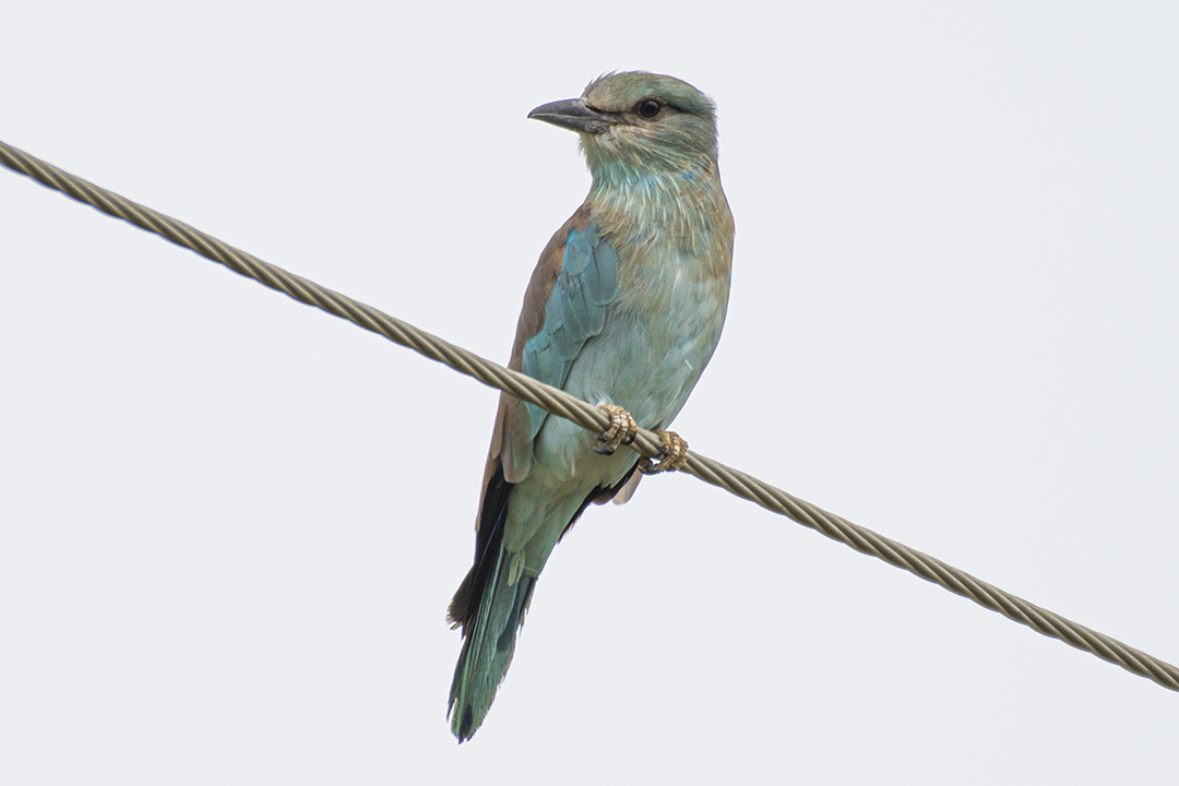 European Roller