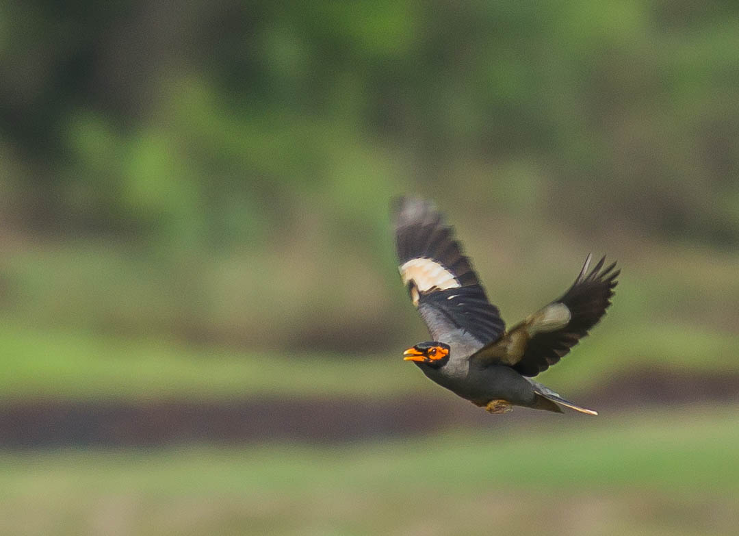 Bank Myna