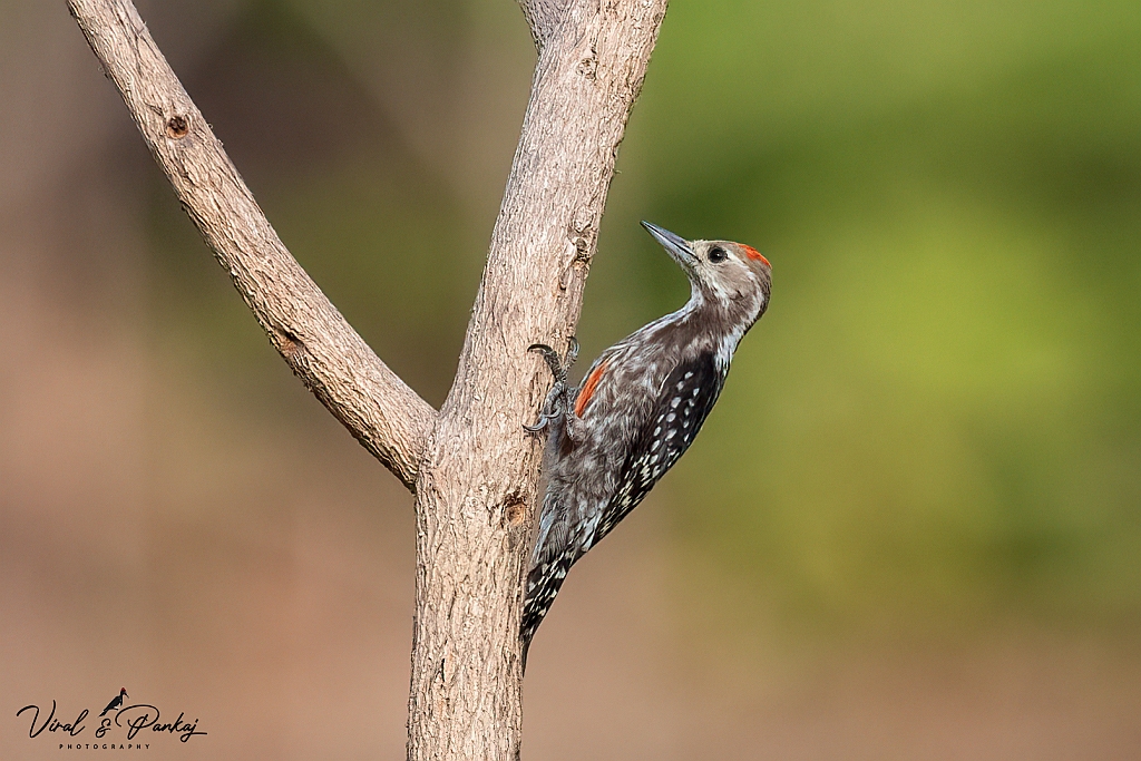 Yellow-crowned Woodpecker