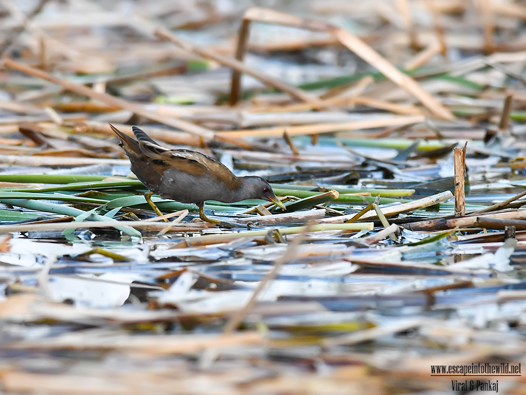 Little Crake 