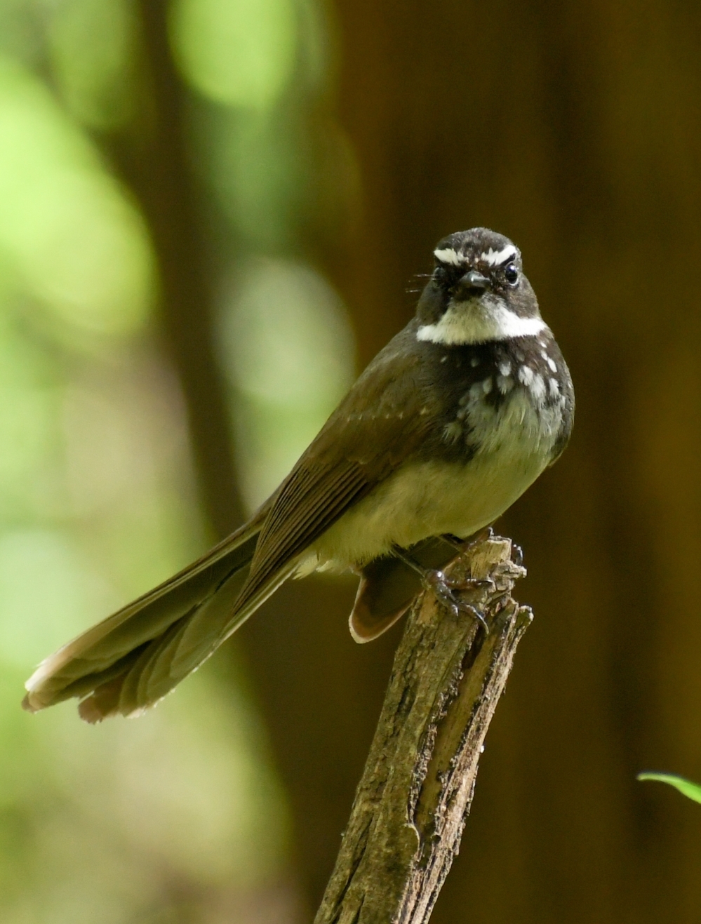 White-throated Fantail 