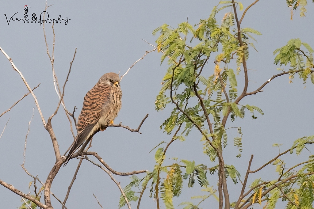 Lesser Kestrel