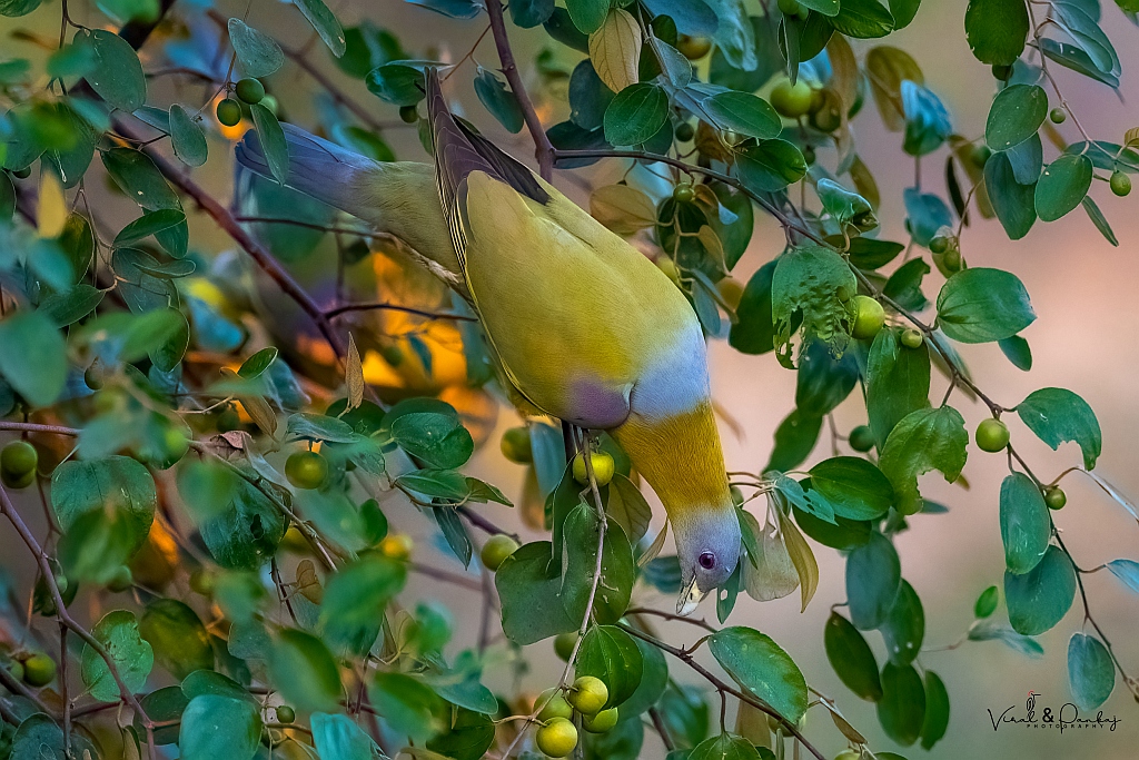 Yellow-footed Green Pigeon