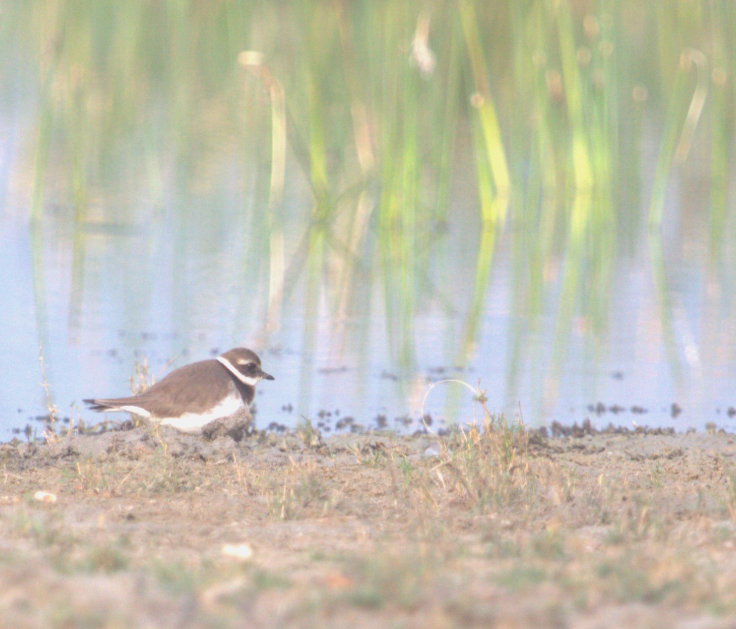 Common Ringed Plover