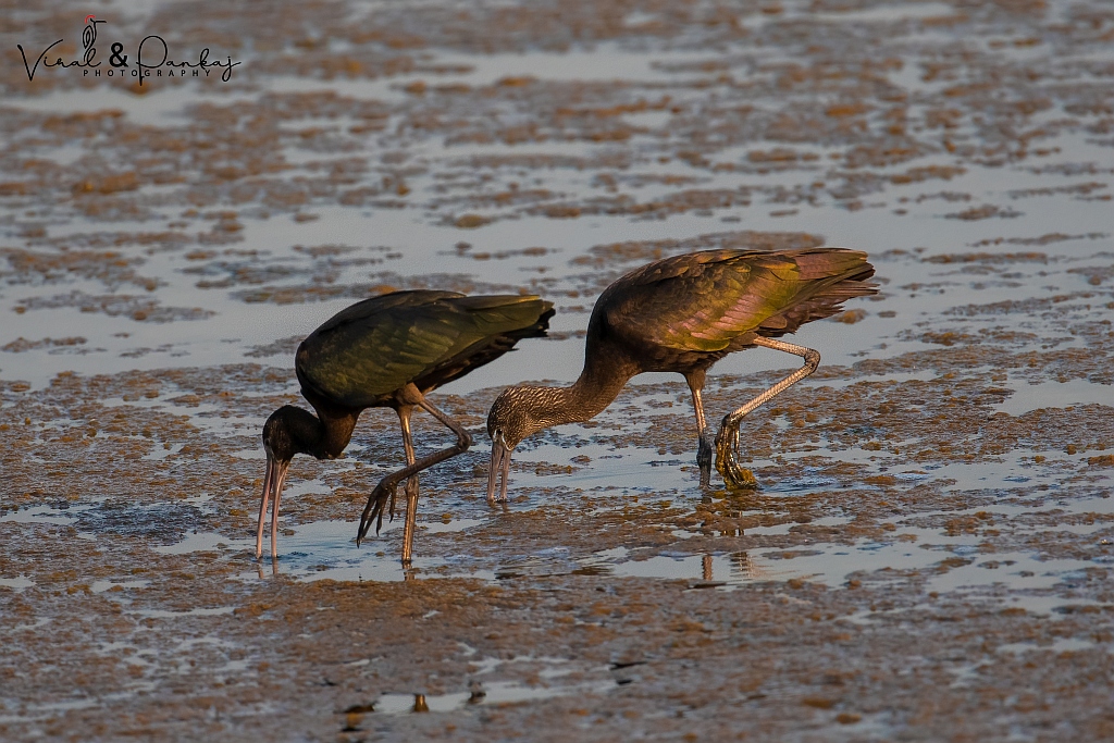 Glossy Ibis