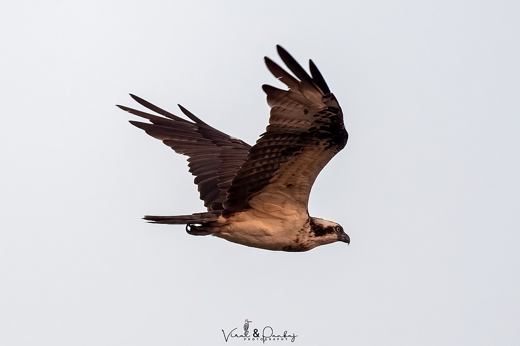Osprey