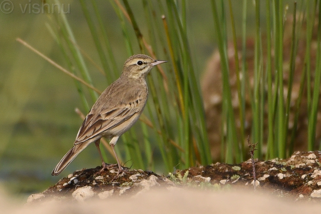 Tawny Pipit