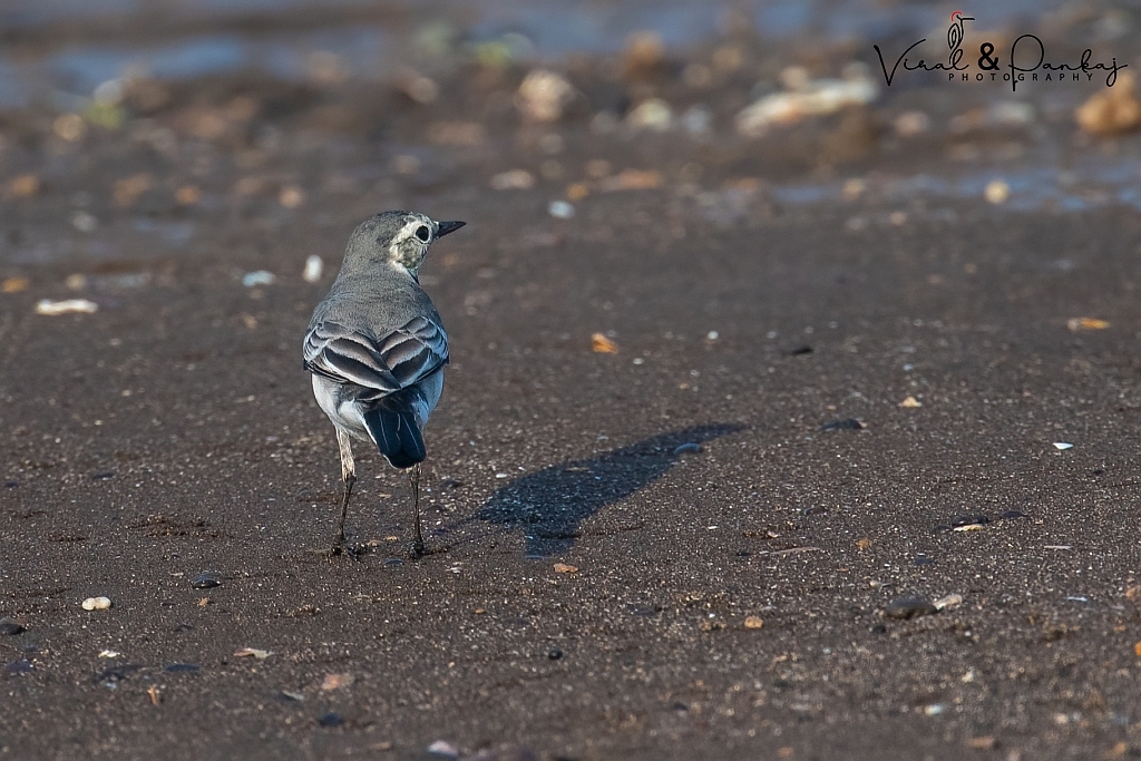 White Wagtail