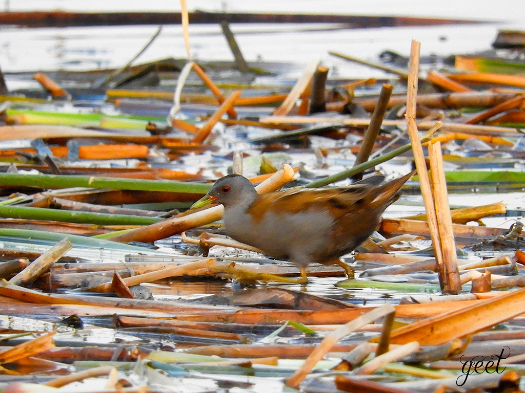 Little Crake 