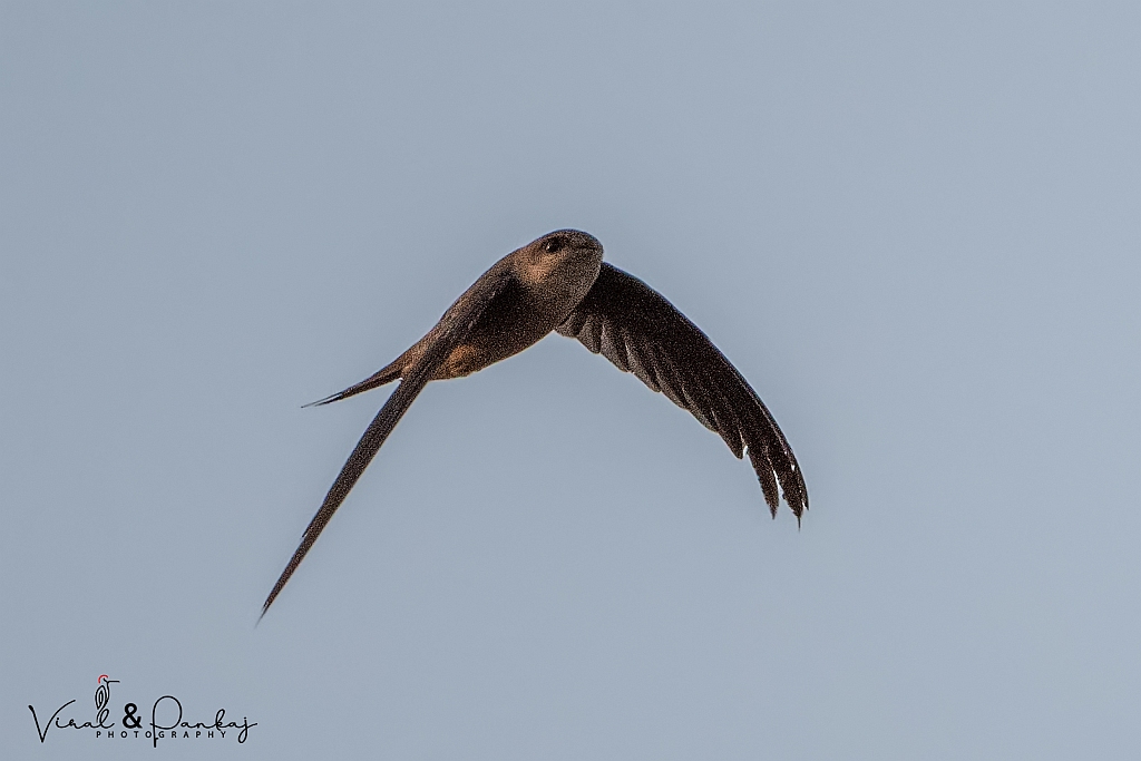 Asian Palm Swift