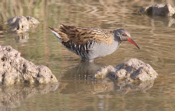 Water Rail 