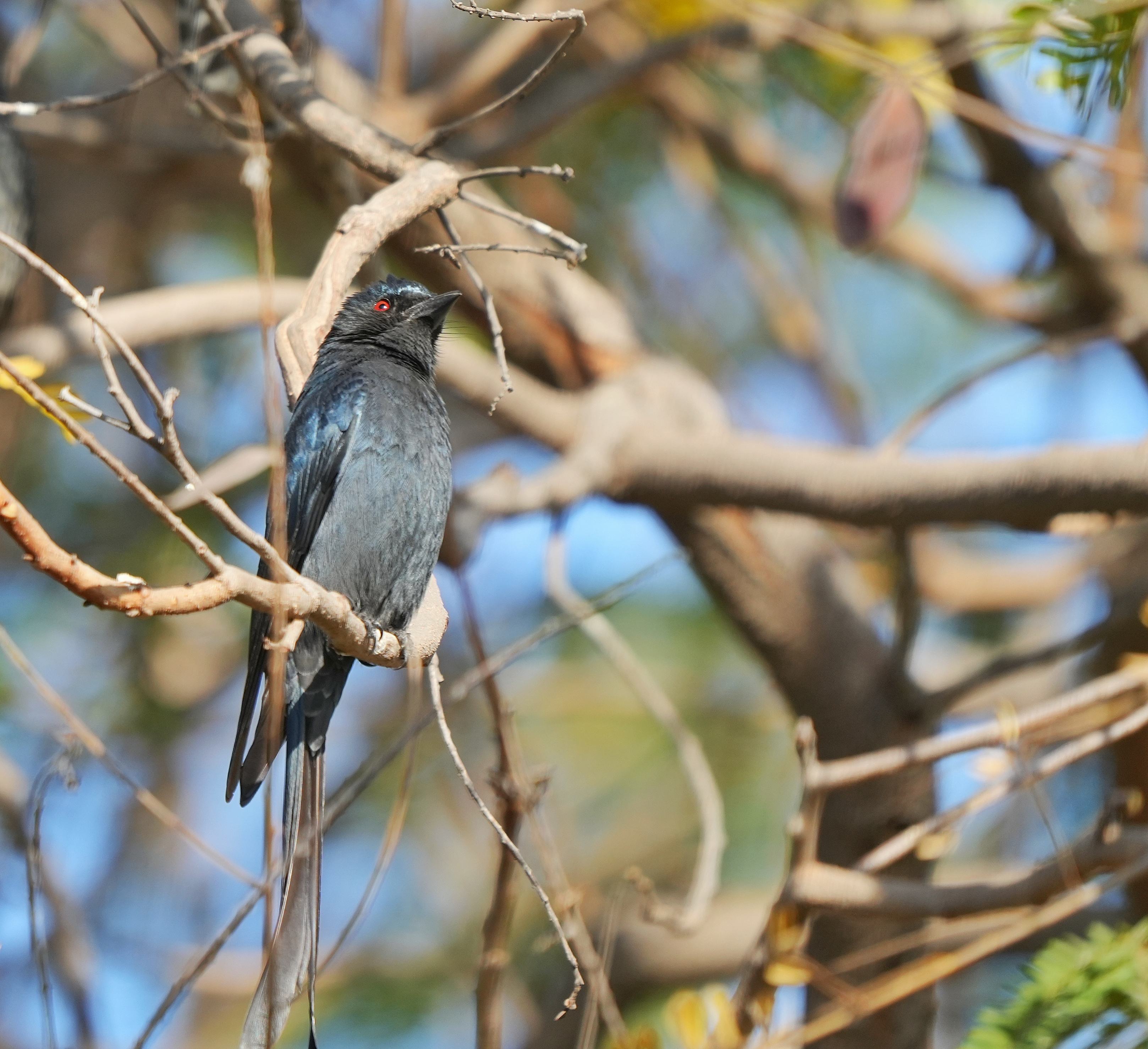 Ashy Drongo
