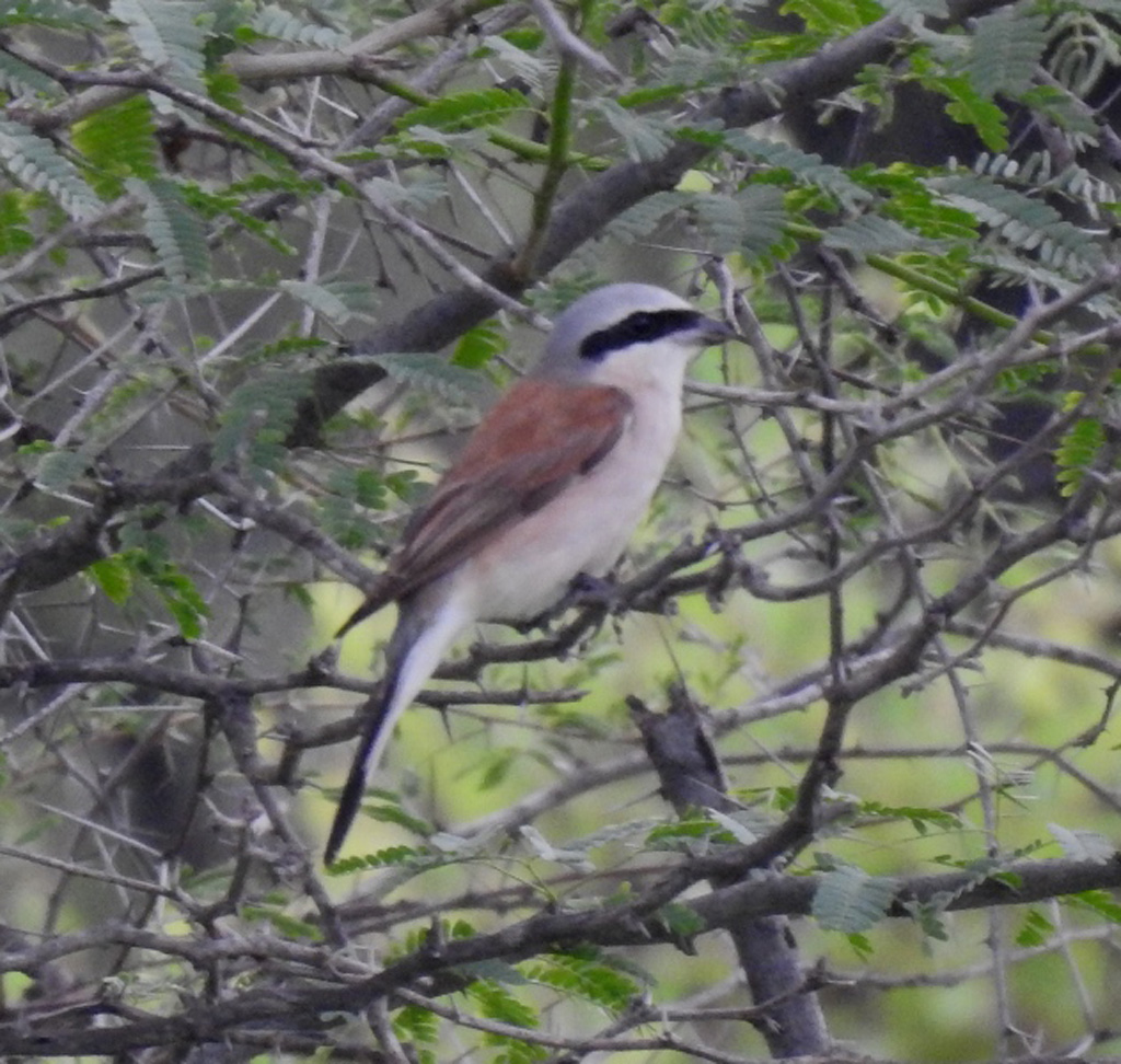 Red-backed Shrike