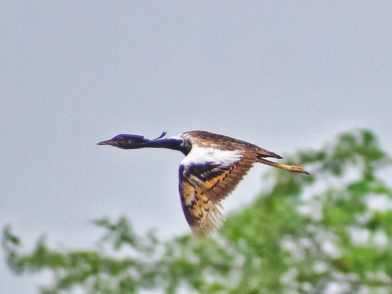 Lesser Florican