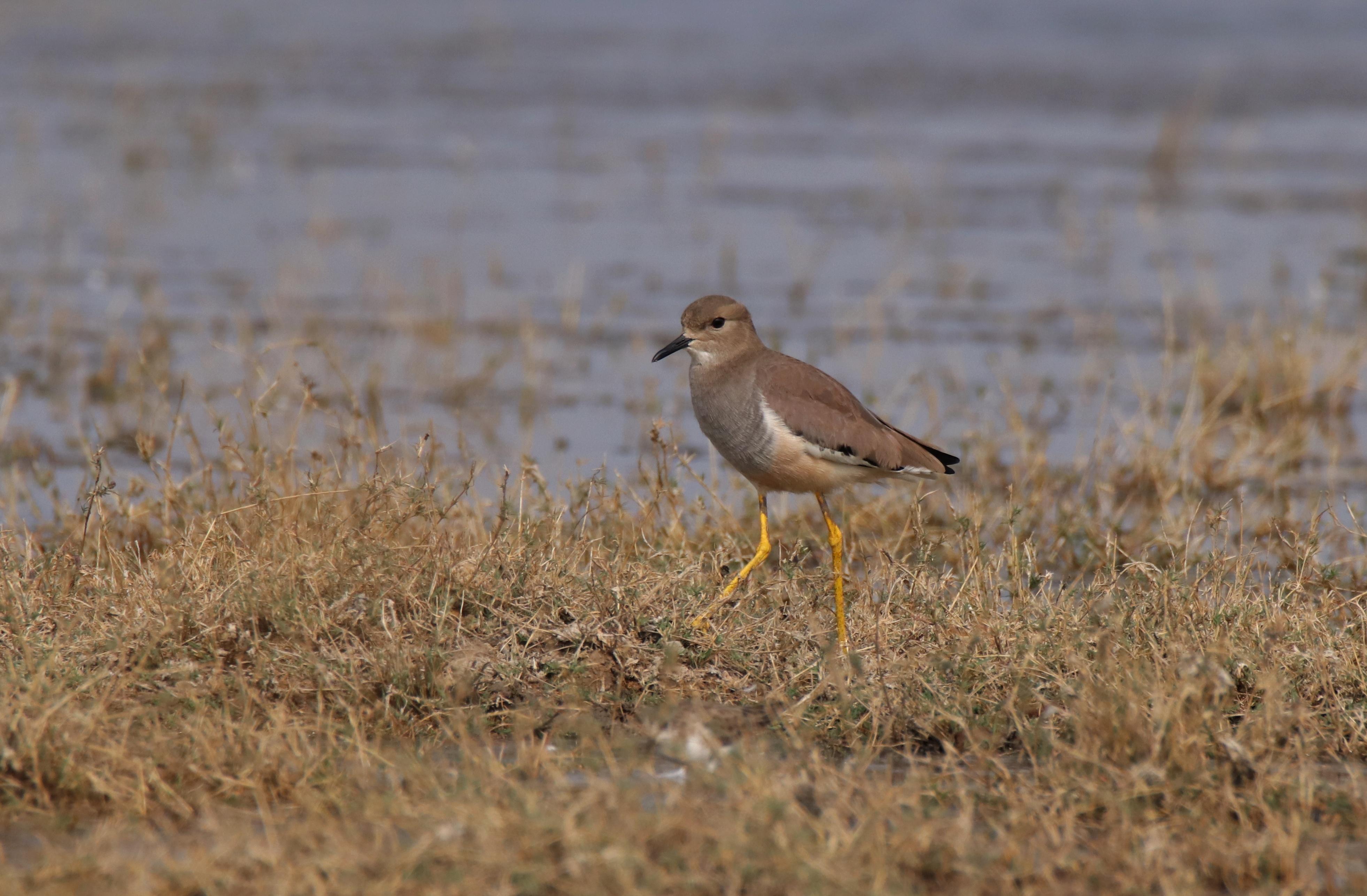 White-tailed Lapwing