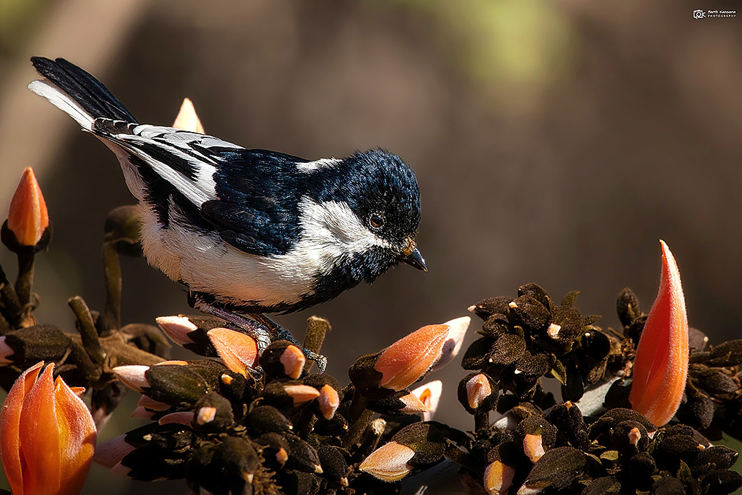 White-naped Tit