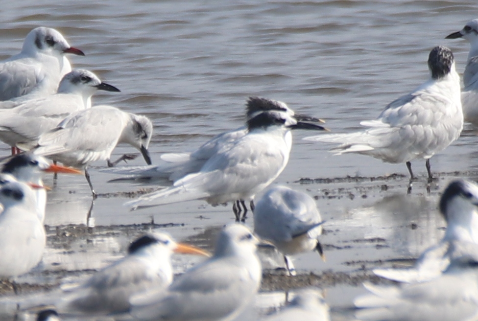 Sandwich Tern