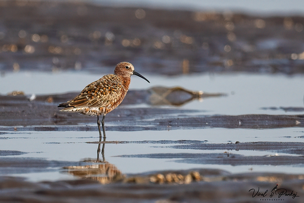 Curlew Sandpiper