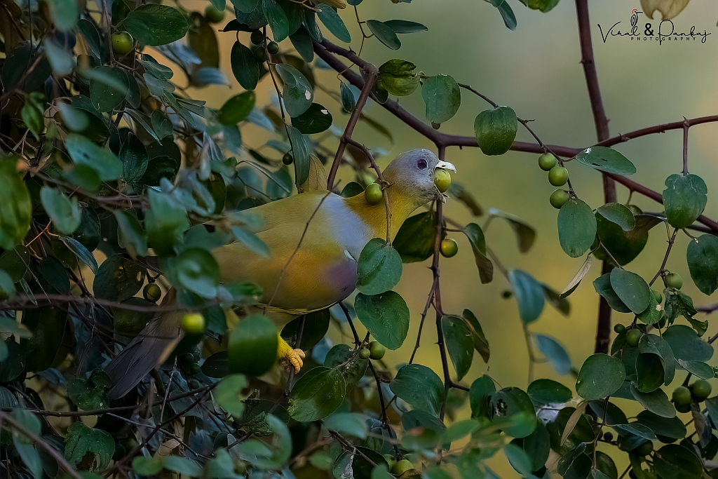 Yellow-footed Green Pigeon
