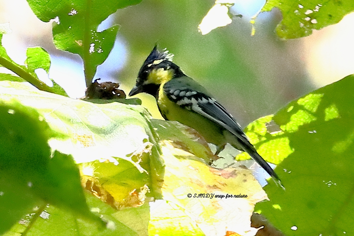 Black-lored Tit
