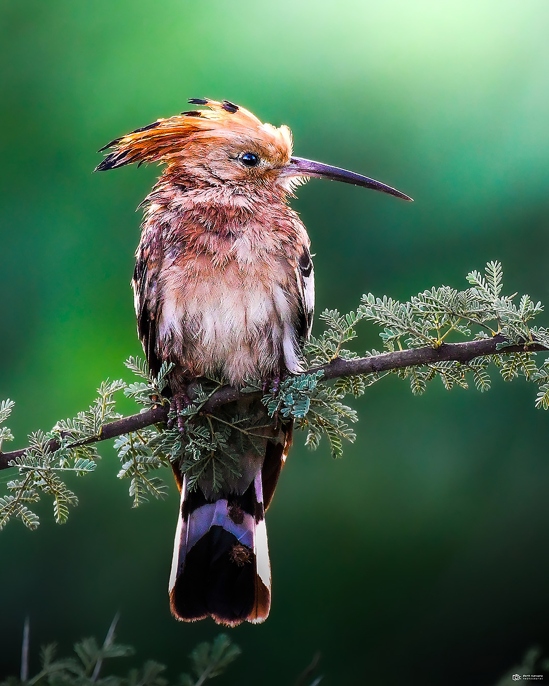 Common Hoopoe