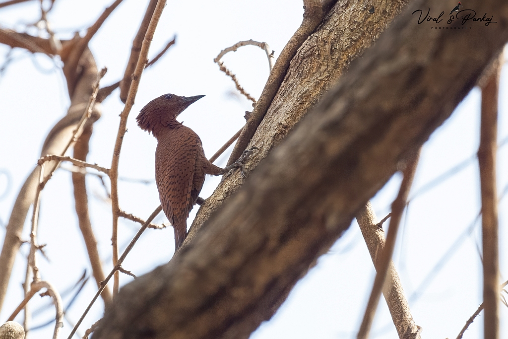 Rufous Woodpecker