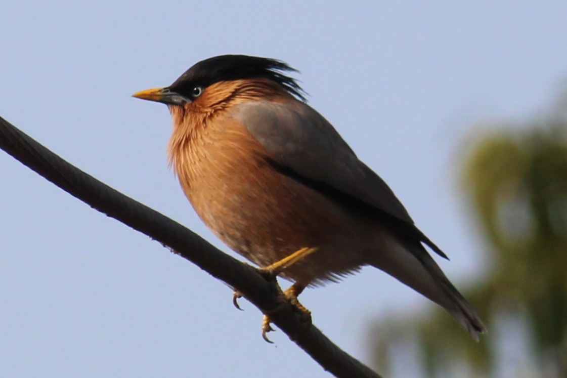 Brahminy Starling