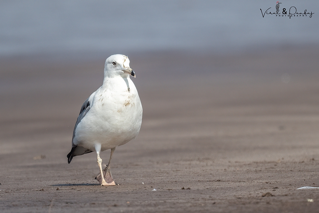 Heuglin's Gull 