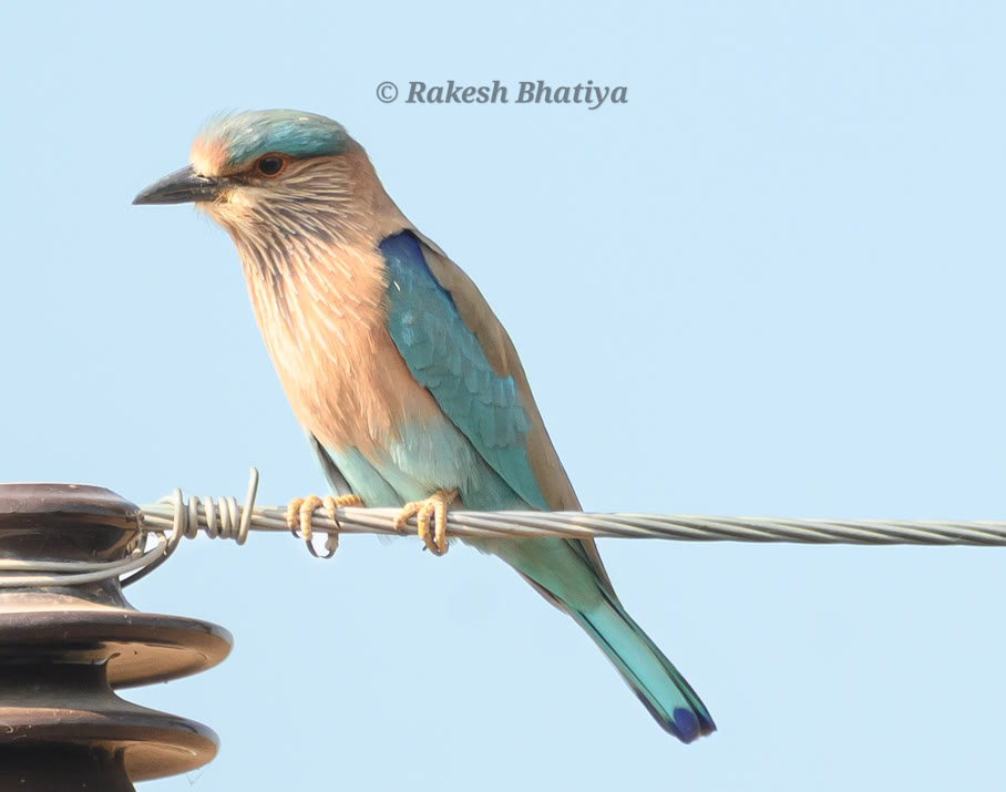 Indian Roller