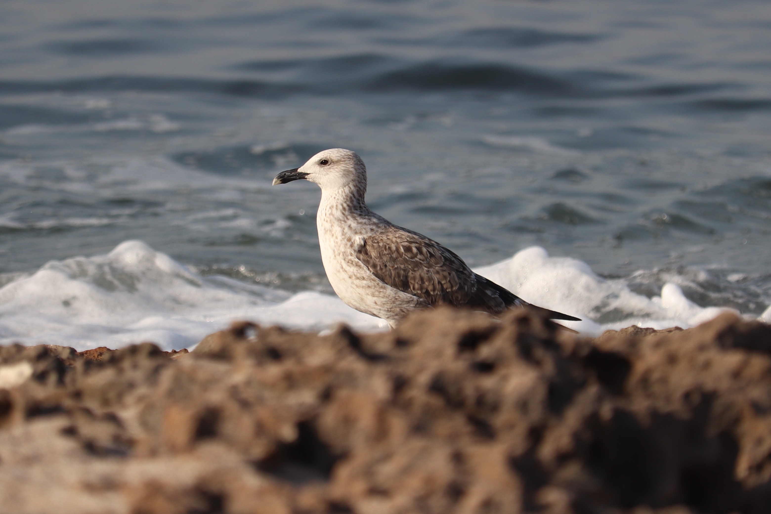 Caspian Gull