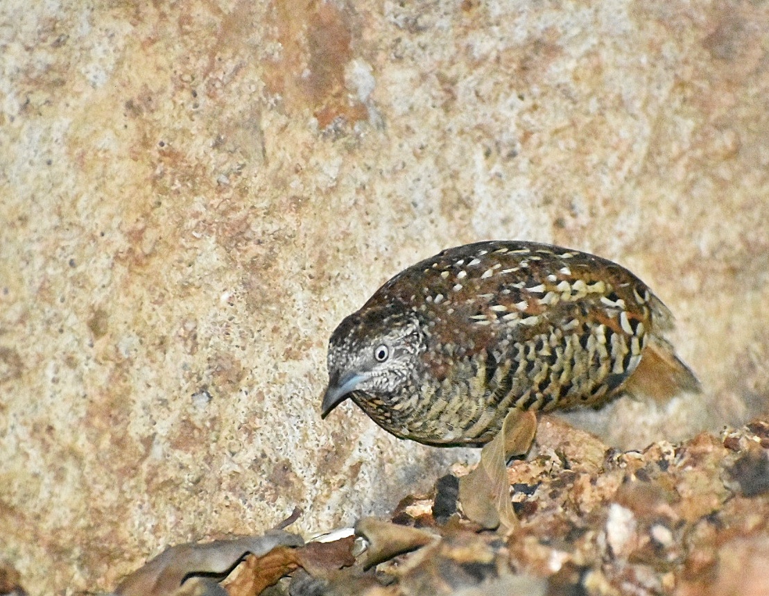 Barred Button Quail