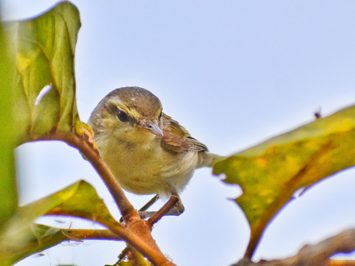 Green Warbler