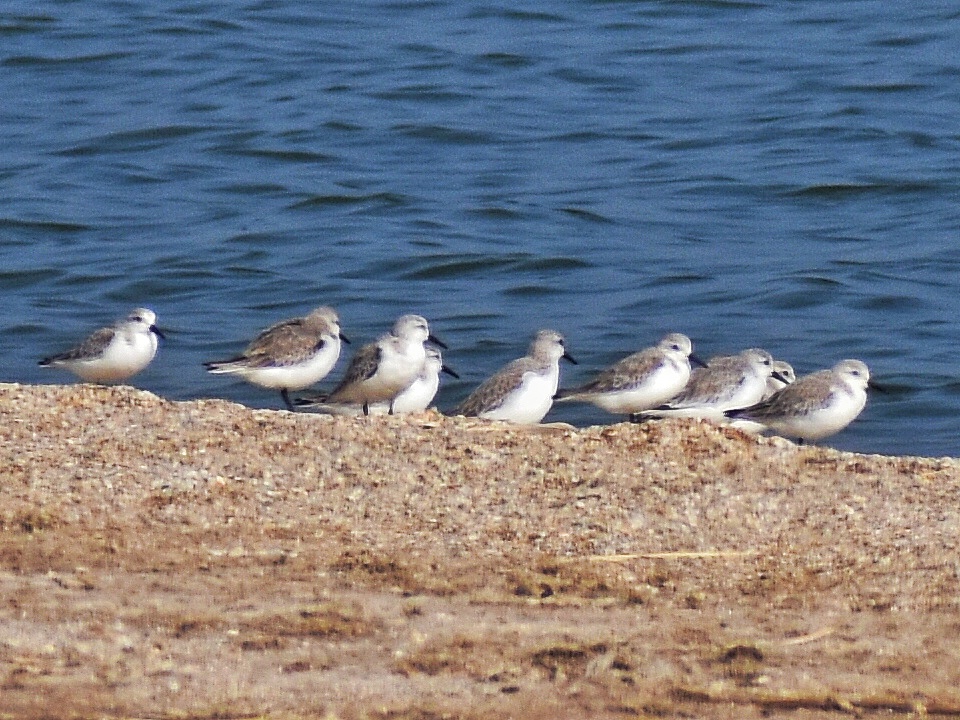 Sanderling