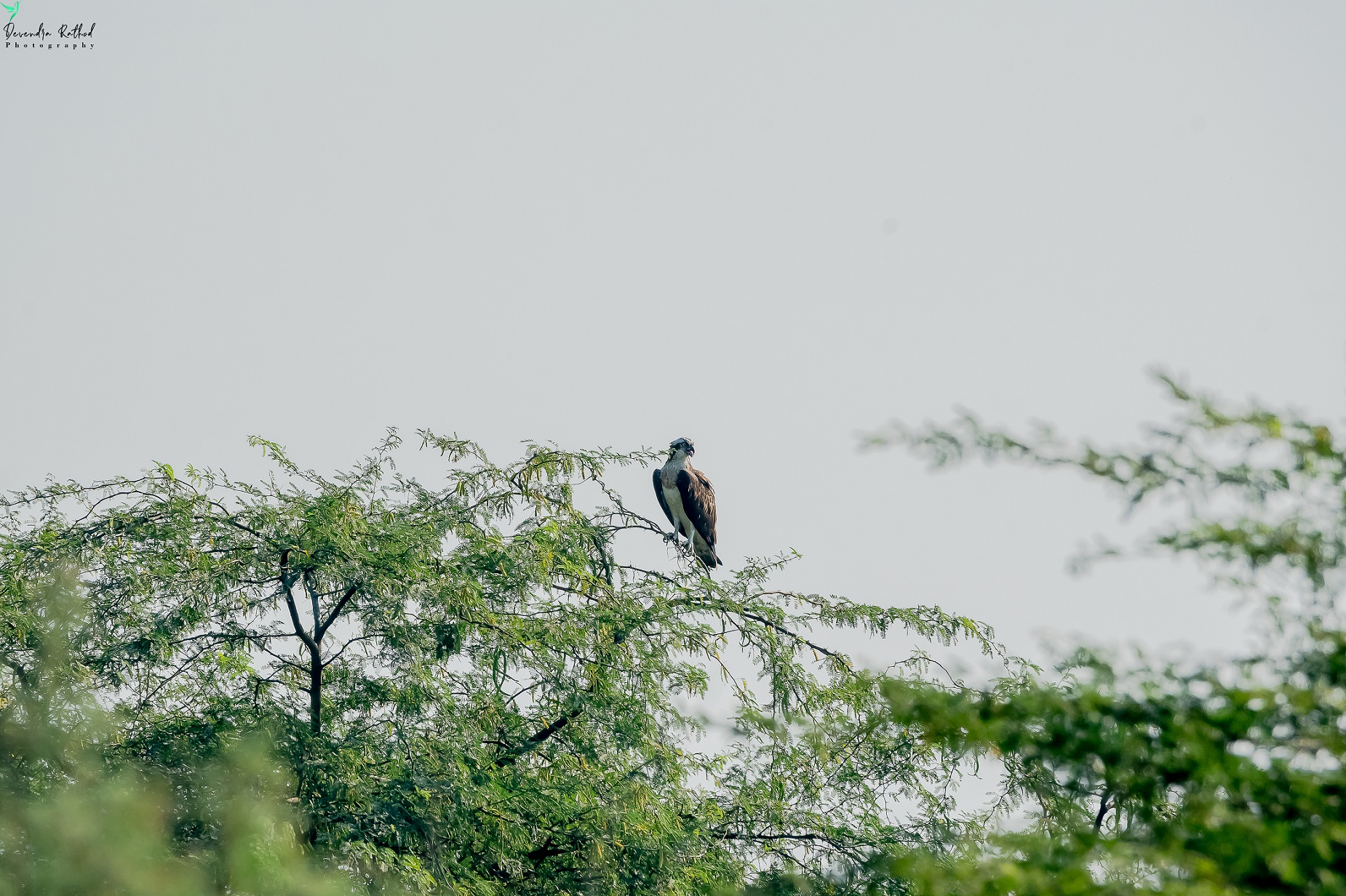 Osprey