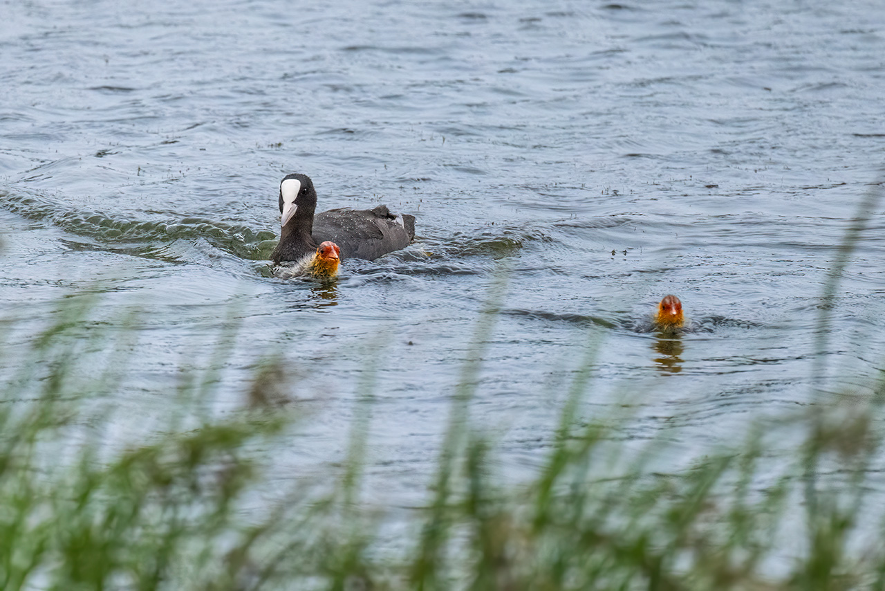 Eurasian Coot