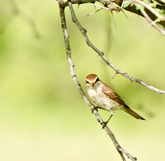 Red-tailed Shrike