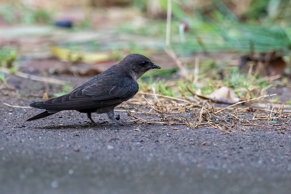 Dusky Crag Martin