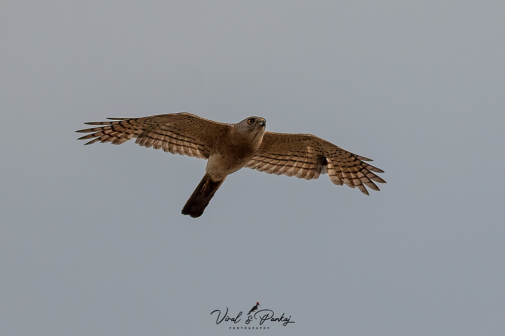 Shikra