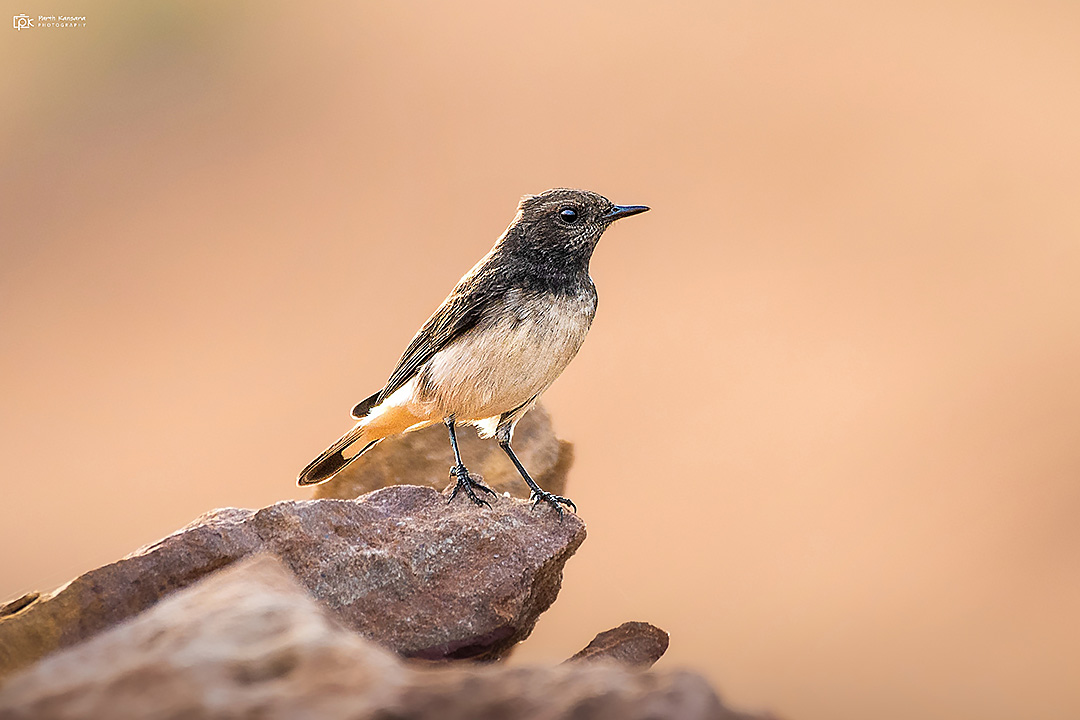 Variable Wheatear
