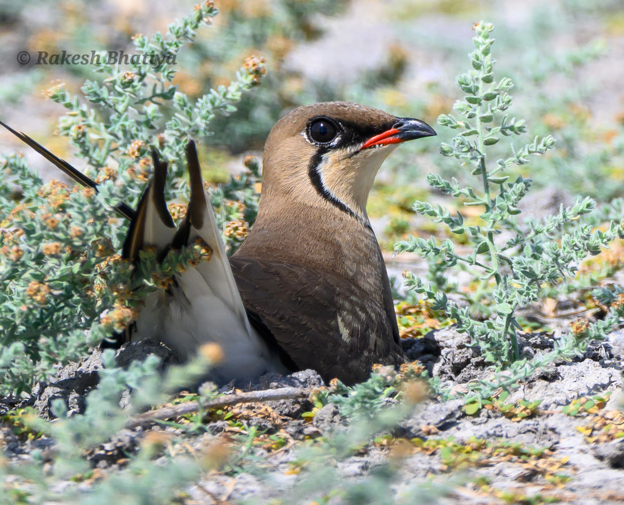 Collared Pratincole