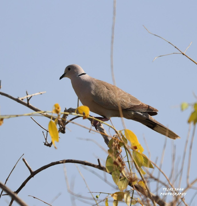 Eurasian Collared Dove