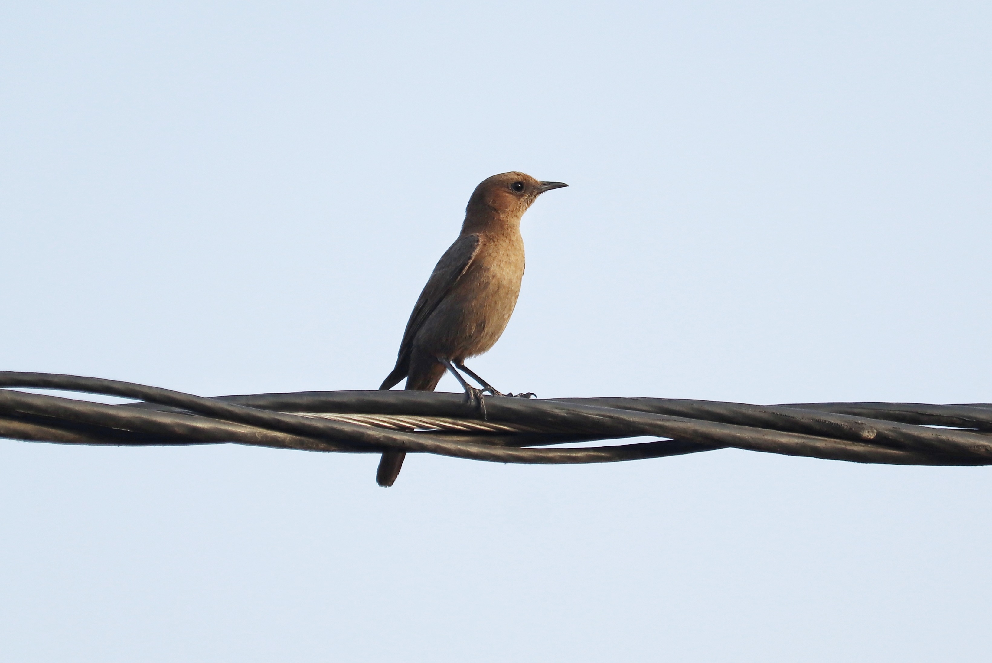 Brown Rock-chat