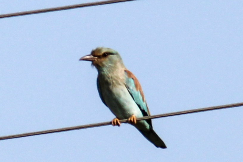 European Roller