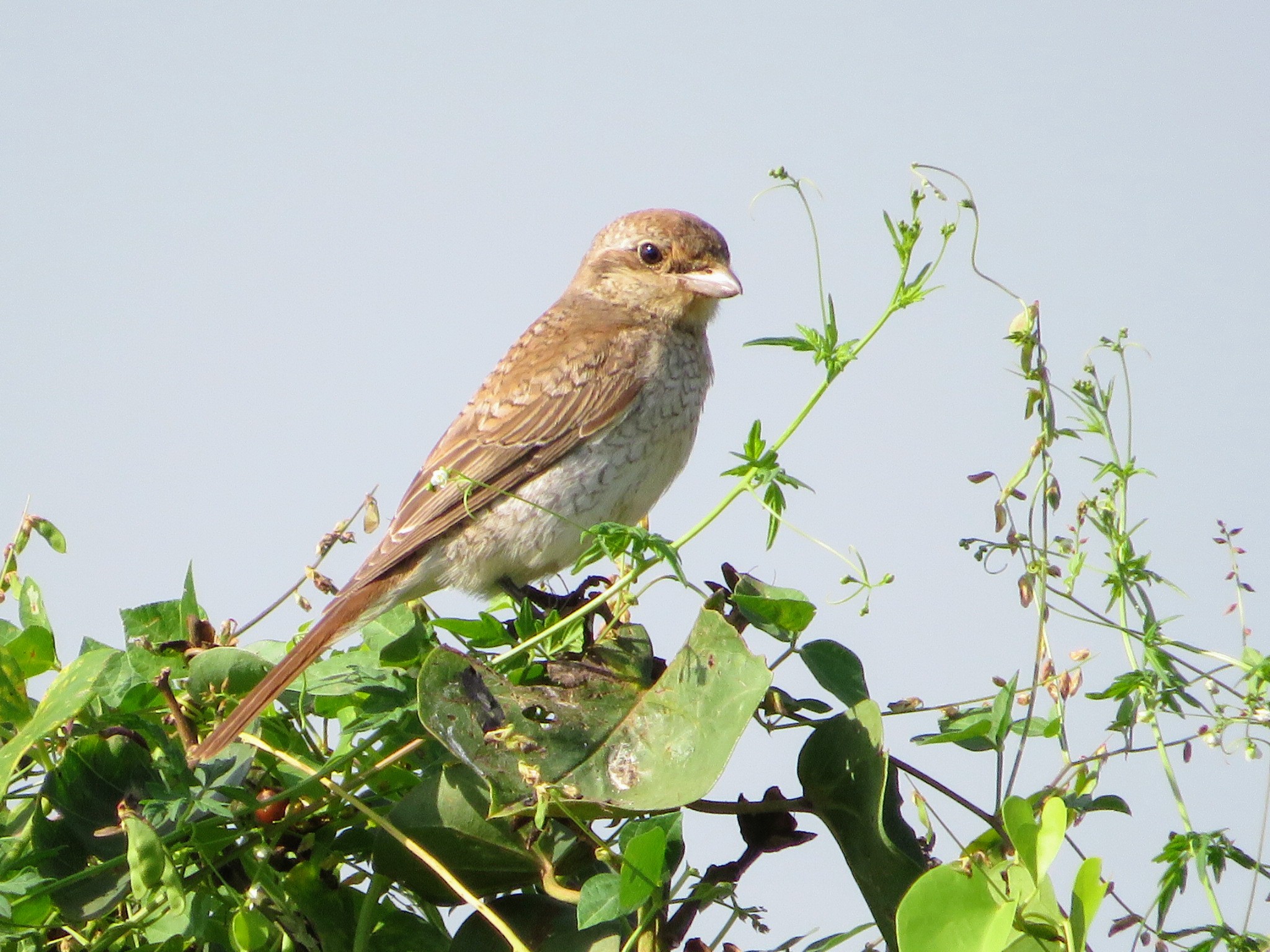 Red-backed Shrike