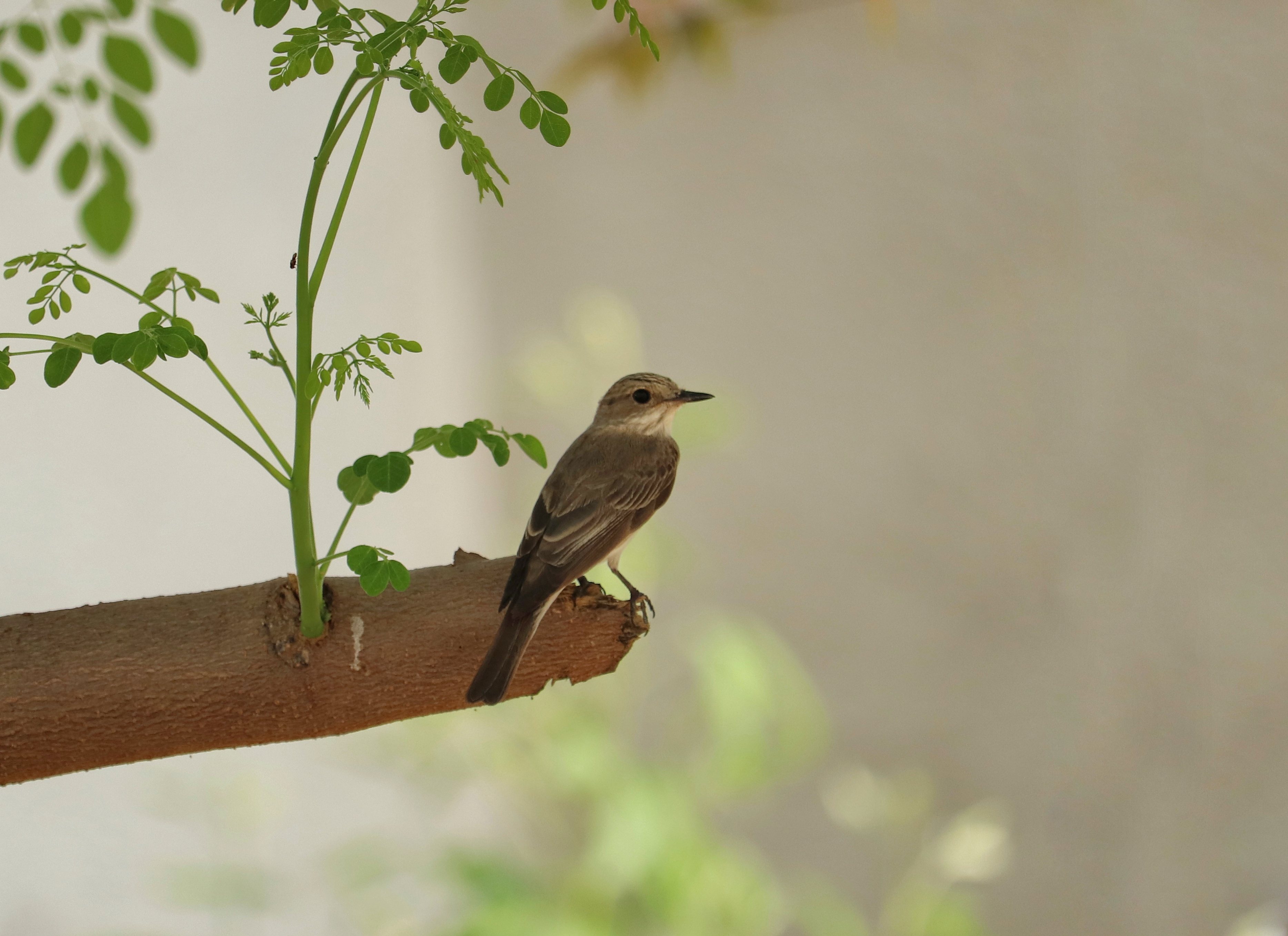 Spotted Flycatcher